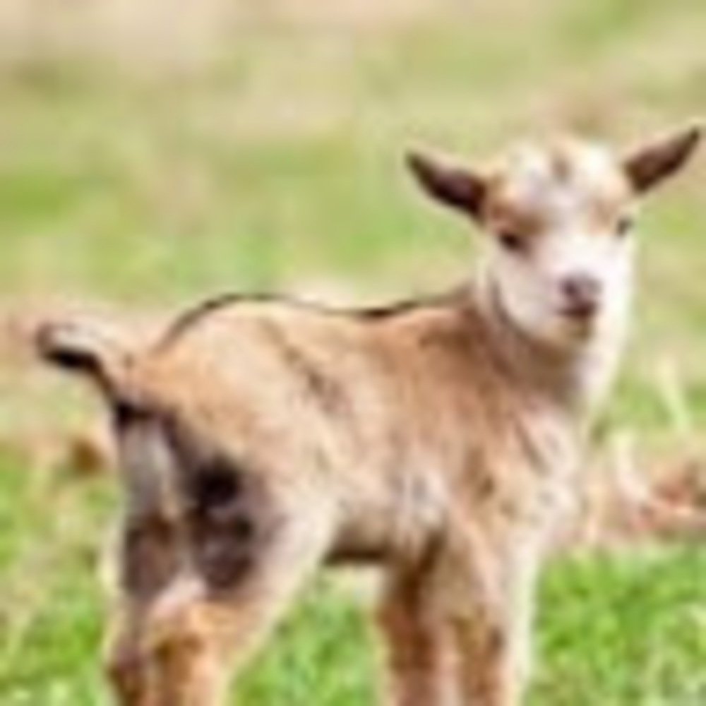 Meet your Posher, Sienna